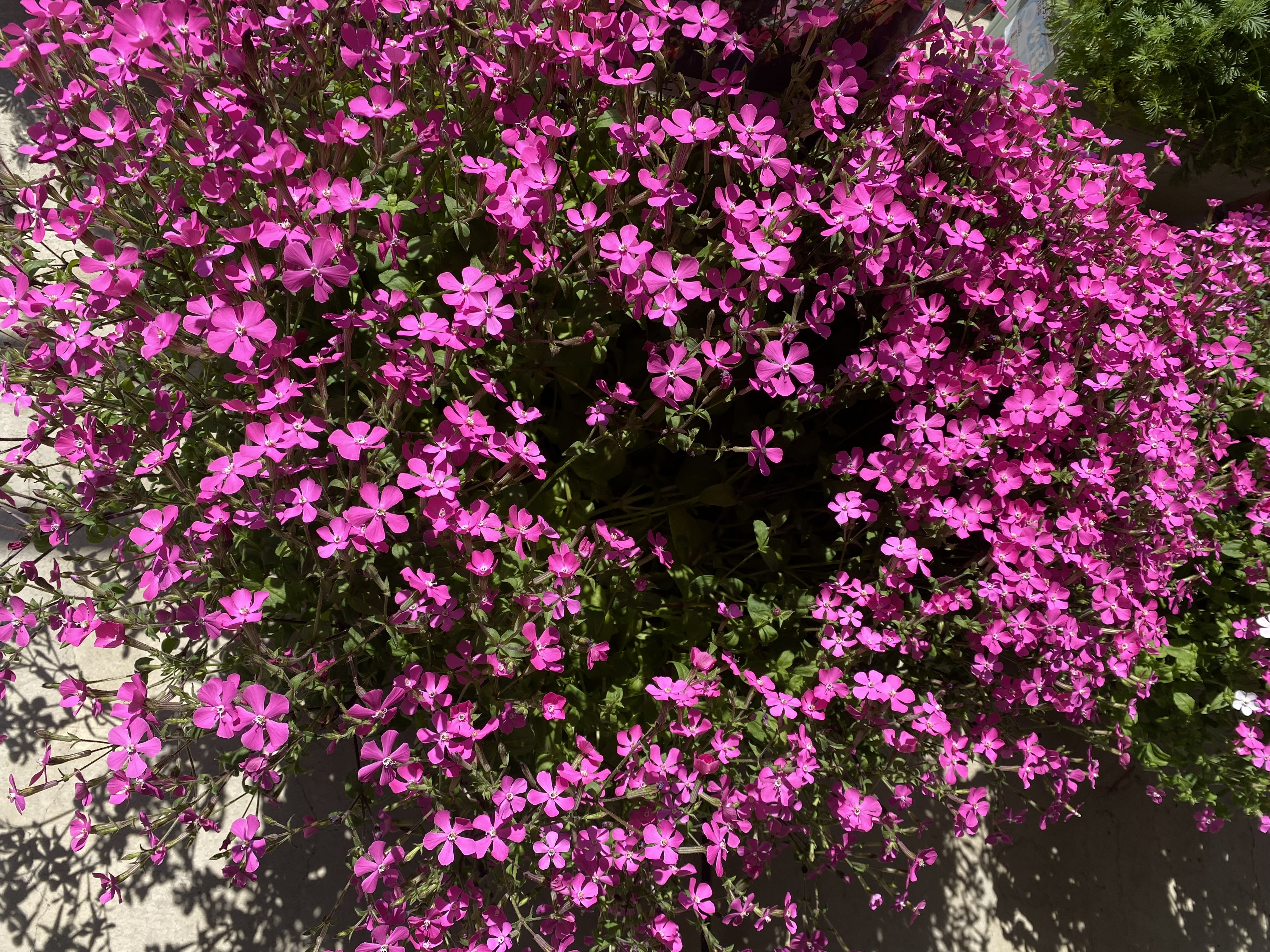 �s���N�p���T�[2